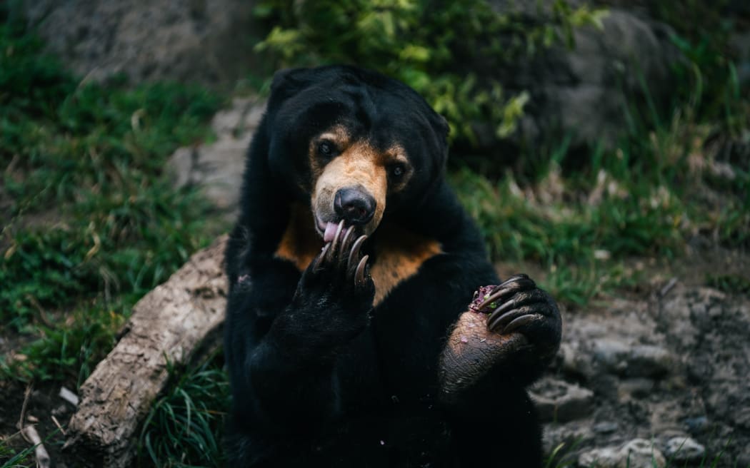 Wellington Zoo, Sasa the Sun Bear