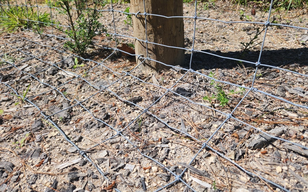 The skirt at the base of the fence on the edge of Whakarewarewa Forest near Rotorua designed with wallabies in mind