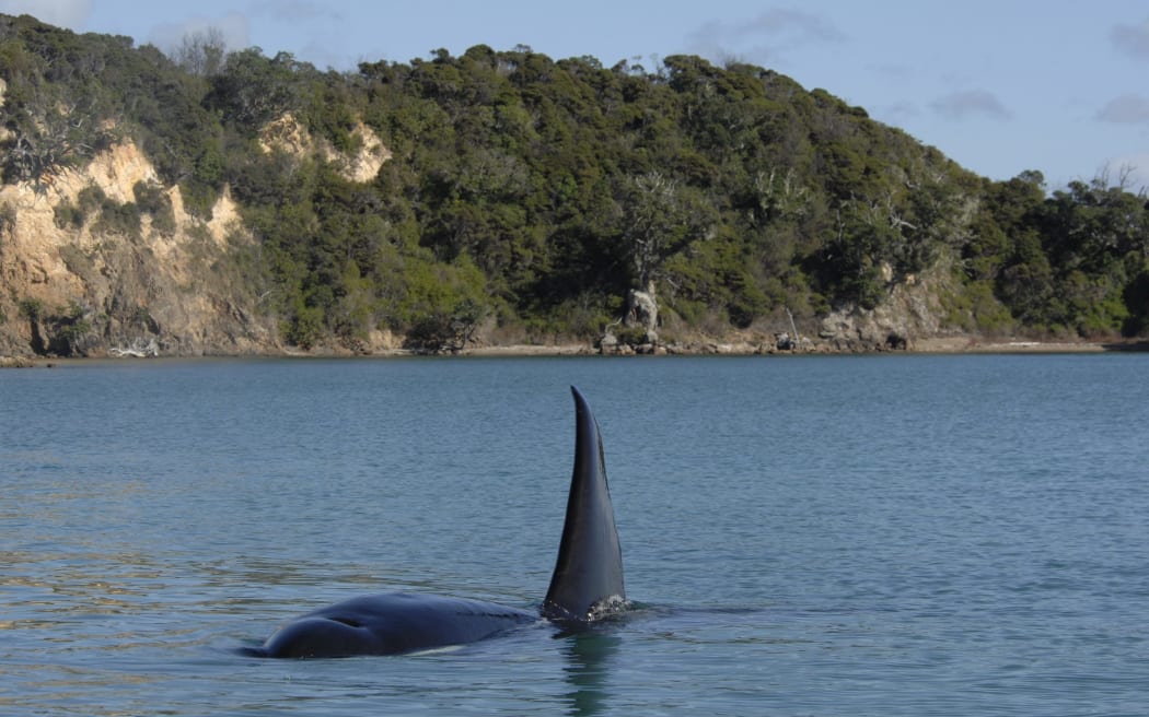 An orca enjoying the Bay of Islands.