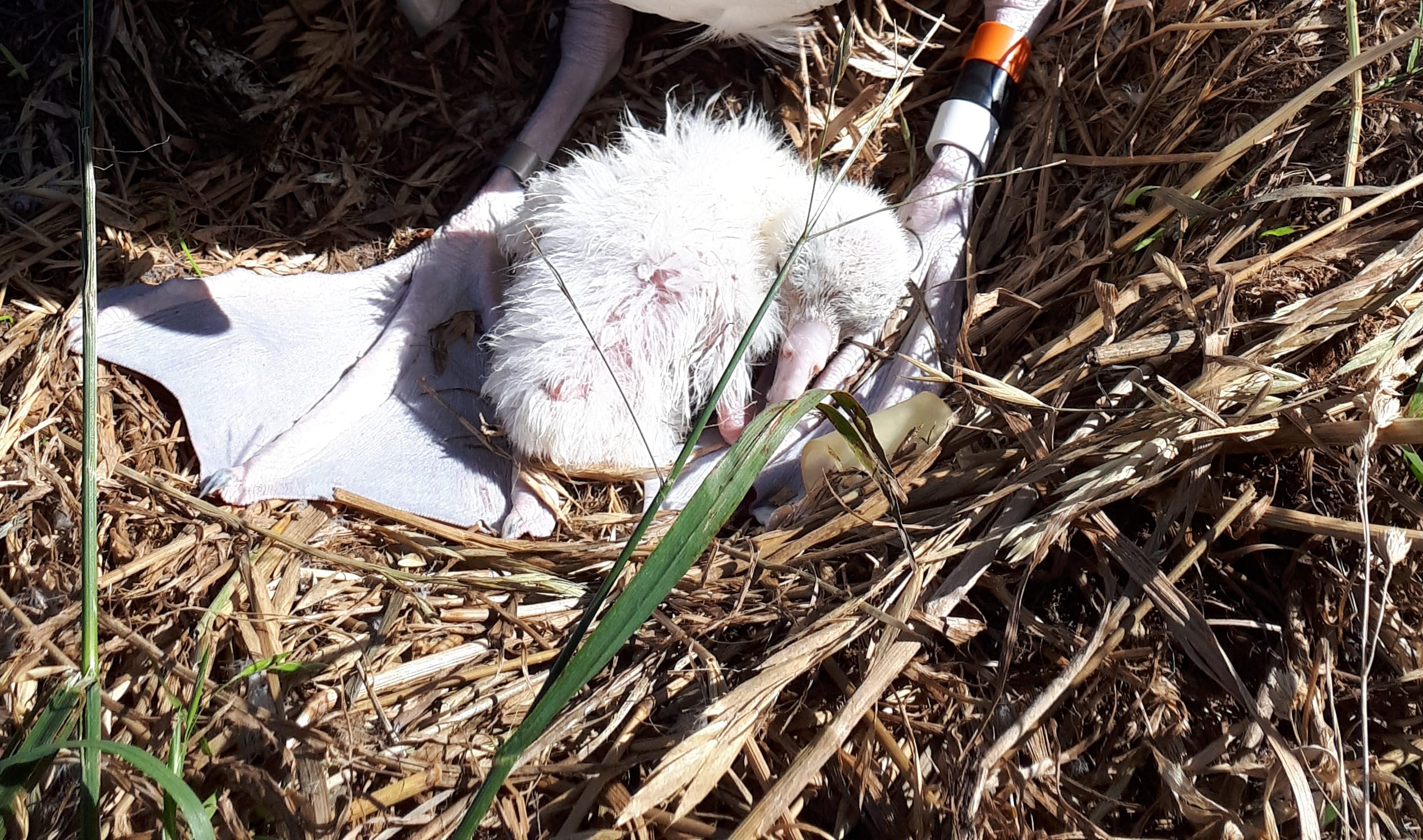 One of three new chicks hatched.