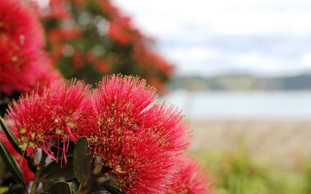 Pohutukawa at the beach