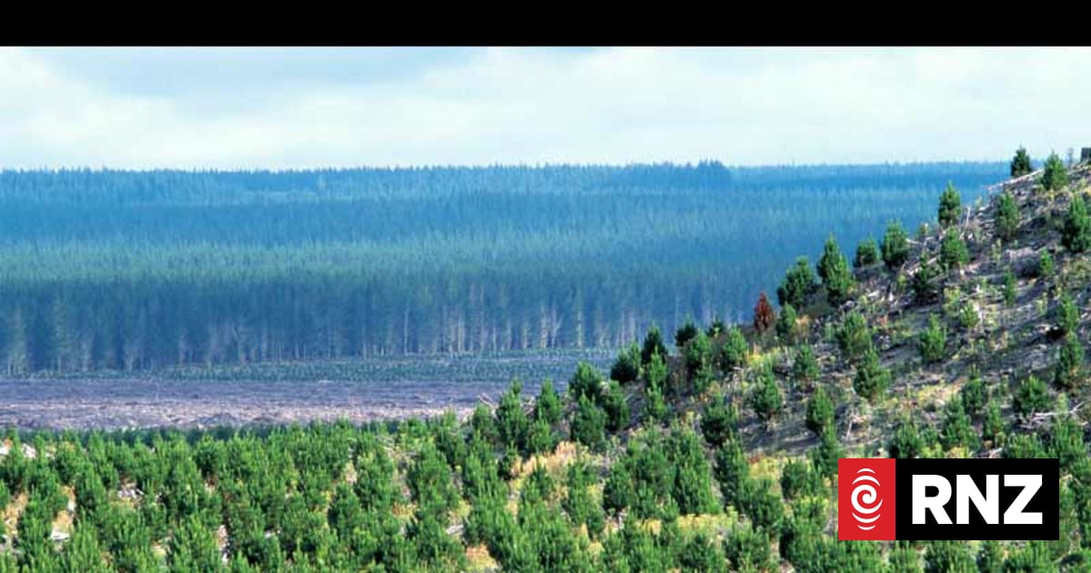 Bay of Plenty rūnanga hopes forestry bio-hub bid would bring jobs