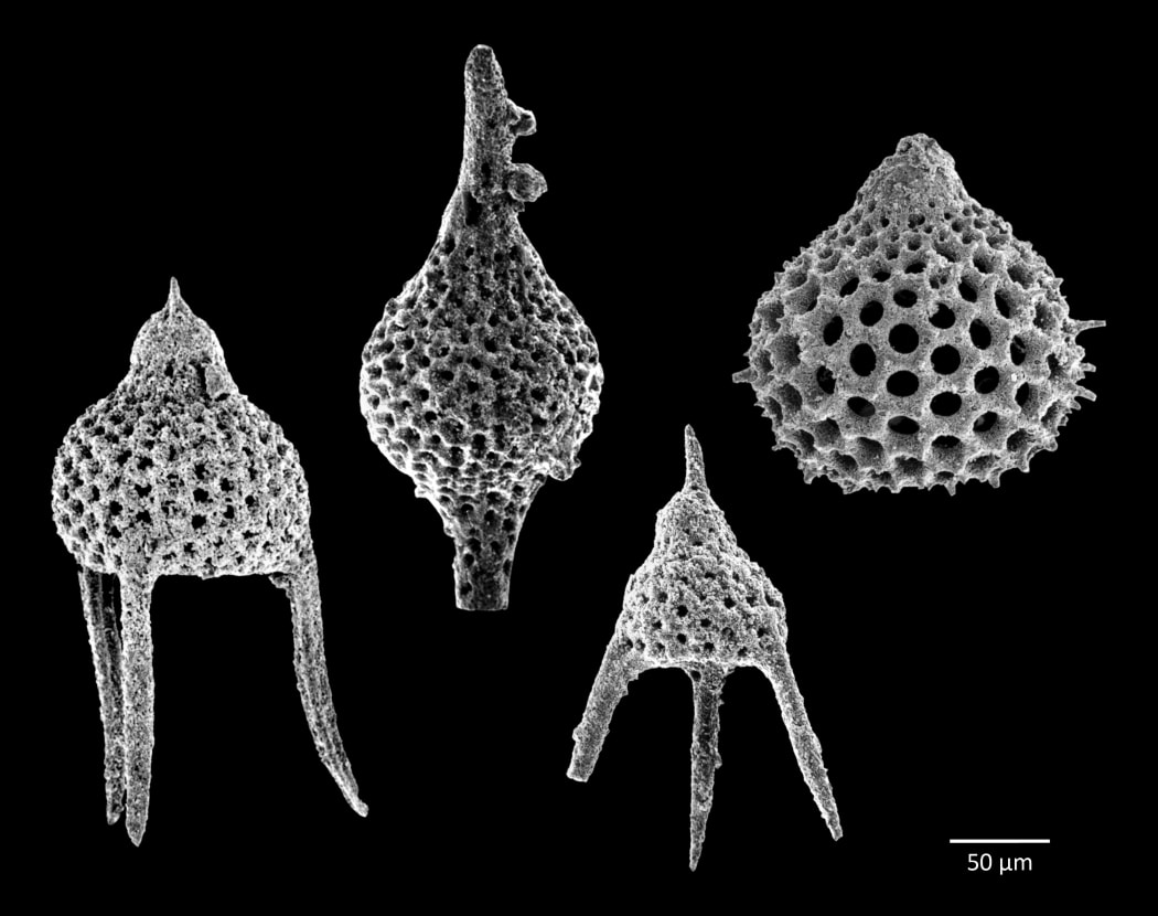 Radiolaria are tiny animals that produce intricate mineral skeletons. They are found as zooplankton throughout the world's ocean, and their skeletal remains are found in sediments that form on the ocean floor.