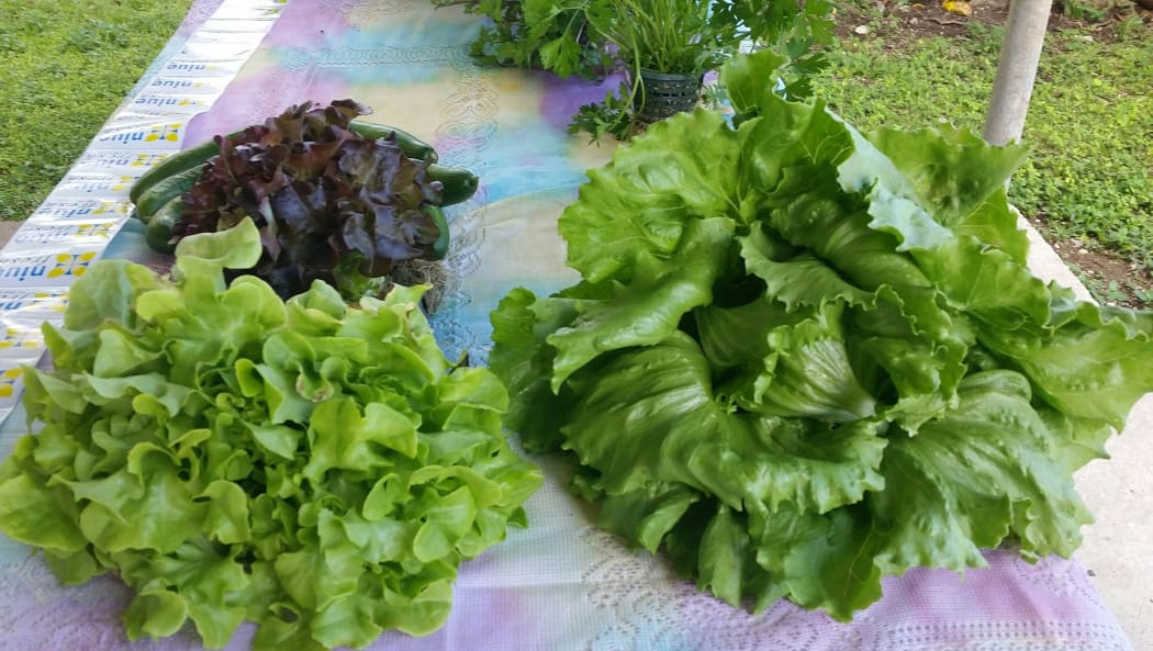 Vegetables grown by Niue Fresh, a new hydroponics company on Niue