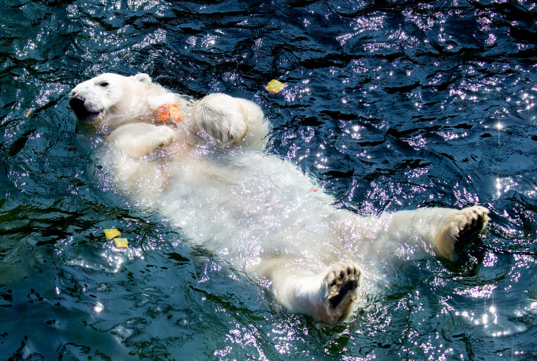 Polar bear 'Milana' holds an ice cake with frozen fruit as she takes a bath in her pool at the zoo in Hanover, northern Germany, where temperatures reached around 33C on 26 June 2019.