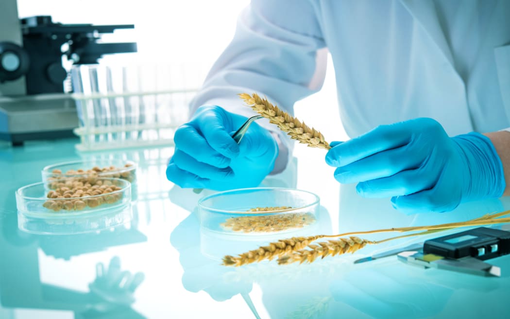 Researcher analyzing agricultural grains and legumes in the laboratory. GMO research of cereals. Testing of  genetically modified seeds