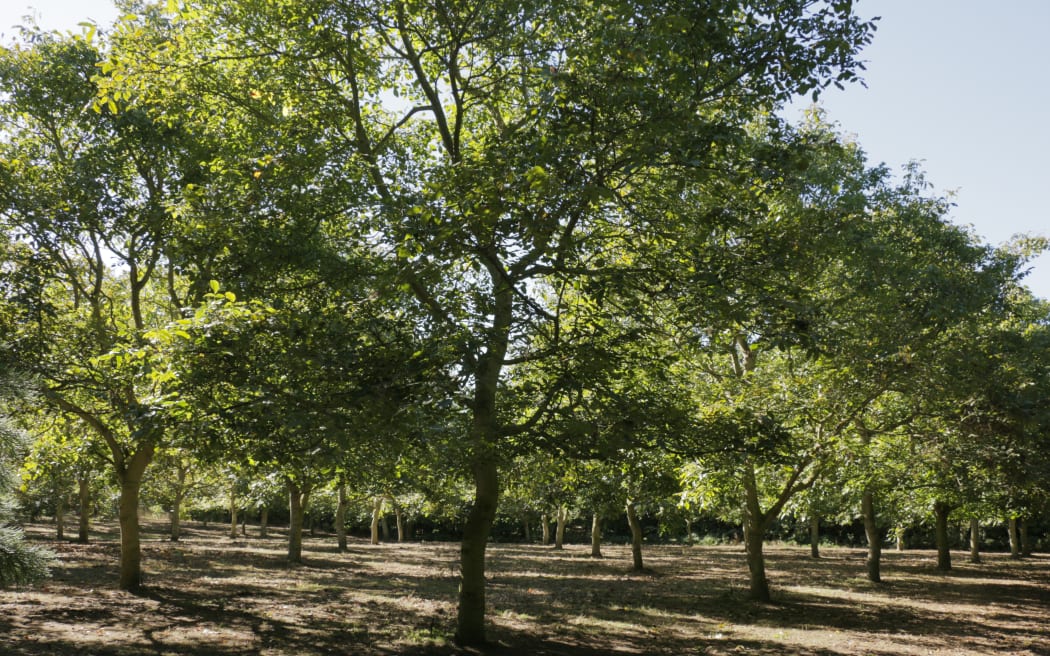 Walnut harvesting at Lightfoot Walnuts