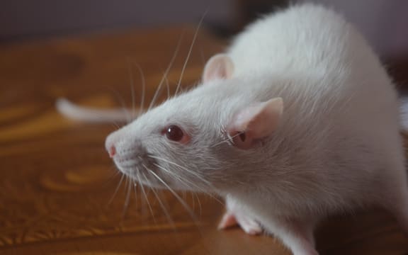 A white rat with red eyes