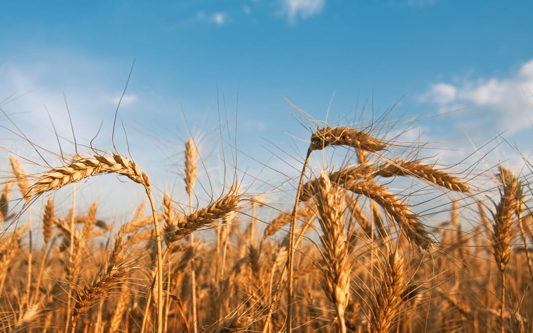 Wheat field
