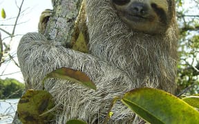 three-toed pygmy sloth