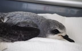 A close up of a grey and white seabird on a paper towel in a plastic box.