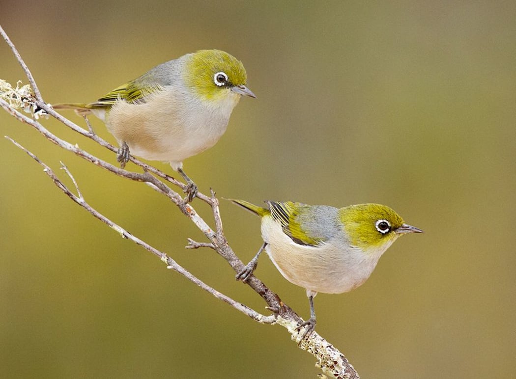 Tauhou or silvereyes established in New Zealand in the 1850s. The same species is found in Australia.