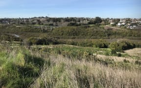 An overview photo of the experimental planting site looking down the hill to Pourewa Creek. You can faintly see blocks of planting.