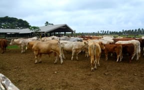 Vanuatu cattle