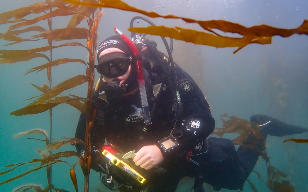 A man in SCUBA gear swims next to kelp seaweed underwater.