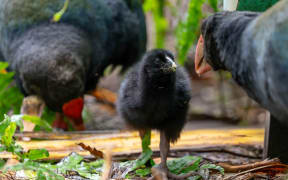 Takahē are a threatened, nationally vulnerable bird, with an estimated population of around 500.