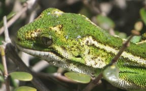 Jewelled gecko (moko kākāriki)