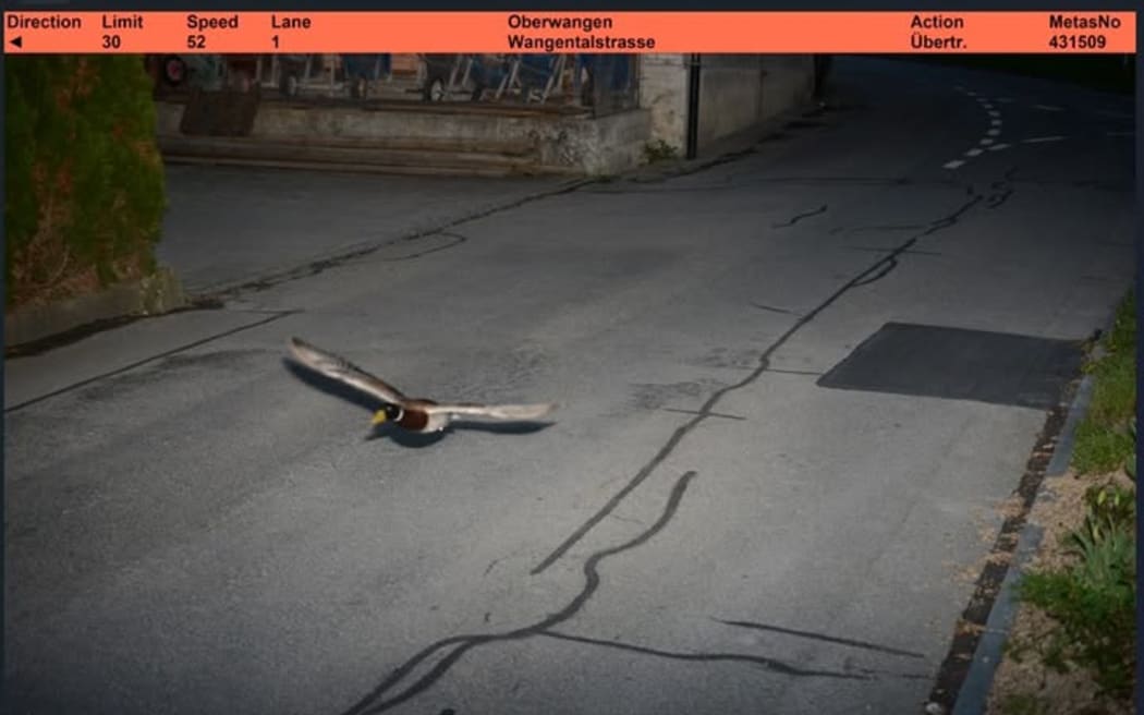 A speed camera has caught a duck going 52km an hour in a 30km zone in Switzerland.