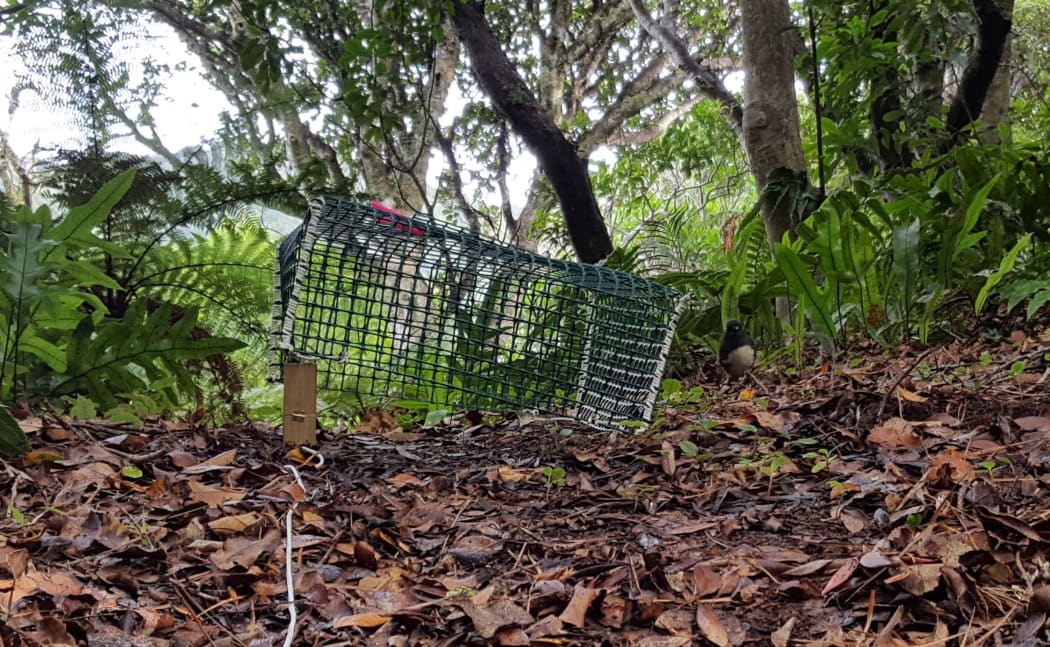 Using a drop trap to catch South Island robins for translocation to a predator-free island. The robin is standing outside the trap, on the right.