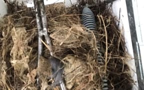 A titiponamu nest inside a possum trap.