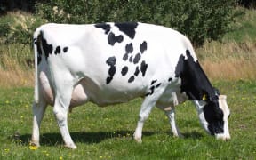 April - a Friesian cow inducted into the LIC Hall of Fame.