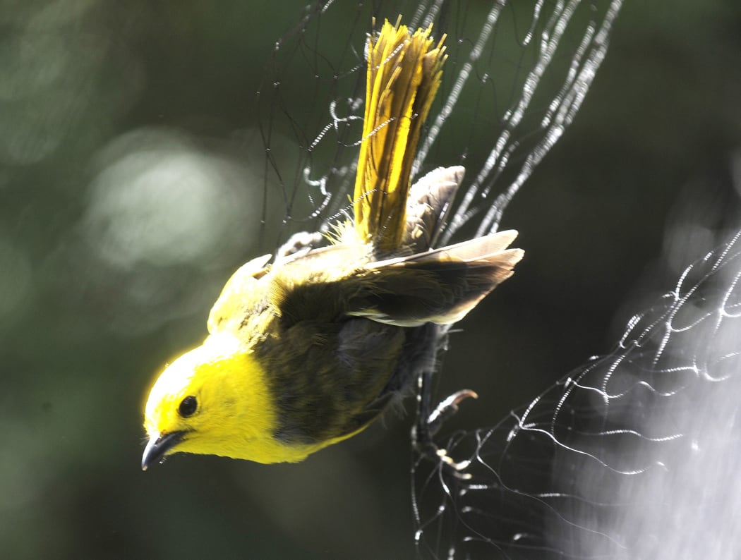 Mohua bird