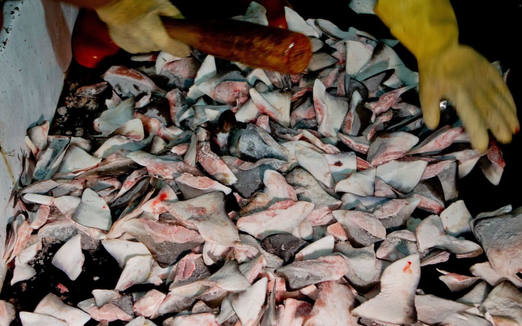 Shark fins found in the freezer of the Shuen De Ching No.888. In total there were sacks containing 75 kilograms of shark fins from at least 42 sharks. Under Taiwanese law and Pacific fishing rules, shark fins may not exceed 5% of the weight of the shark catch. 9 Sep 2015
