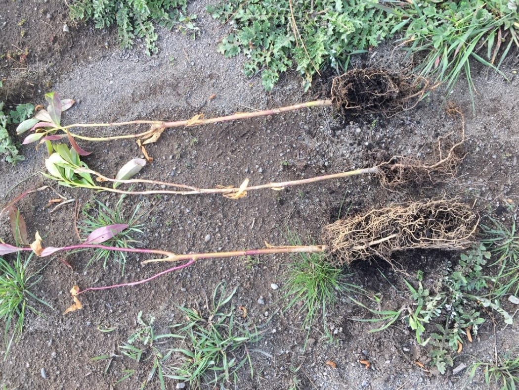 Damage to plants on the reserve on the banks of Wairarapa Moana / Lake Wairarapa