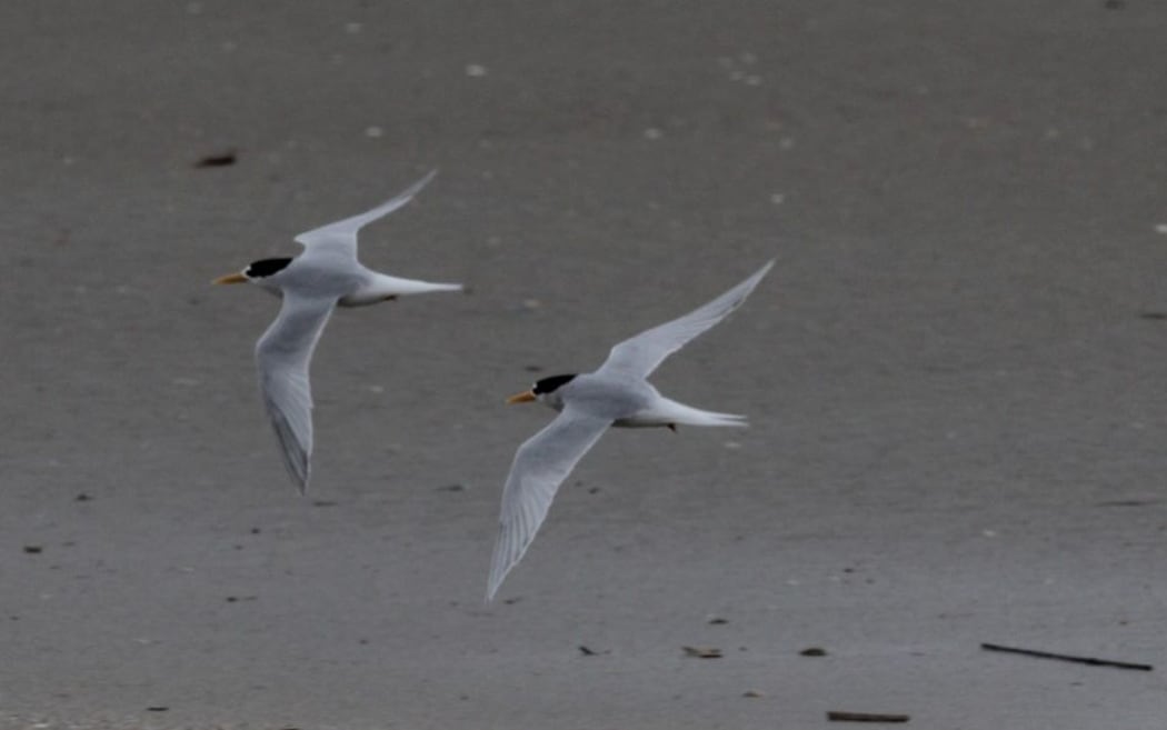 Fairy terns in flight at Mangawhai