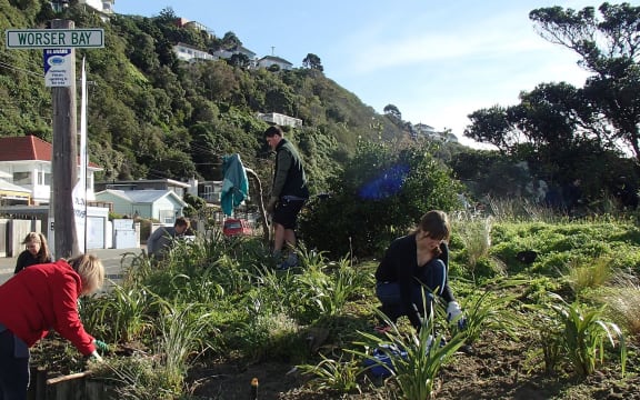 Volunteers planting