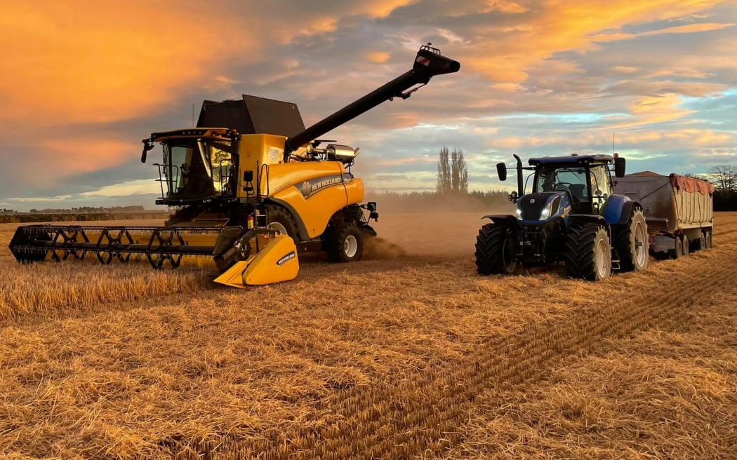 Wheat being harvested in Leeston, Canterbury.