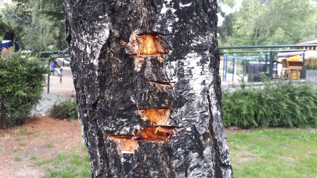 Vandalism to one of the town's birch trees.