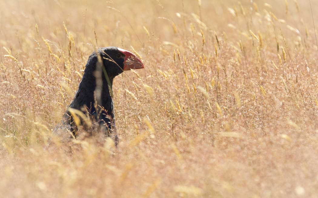 The neck of a large blue bird peeking out of long brown dry grass. The bird has a chunky red beak.