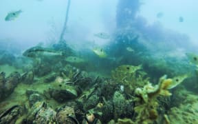 A previously restored mussel reef near Waiheke Island