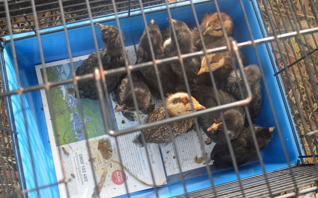 Chickens in a cage that were found at the property.