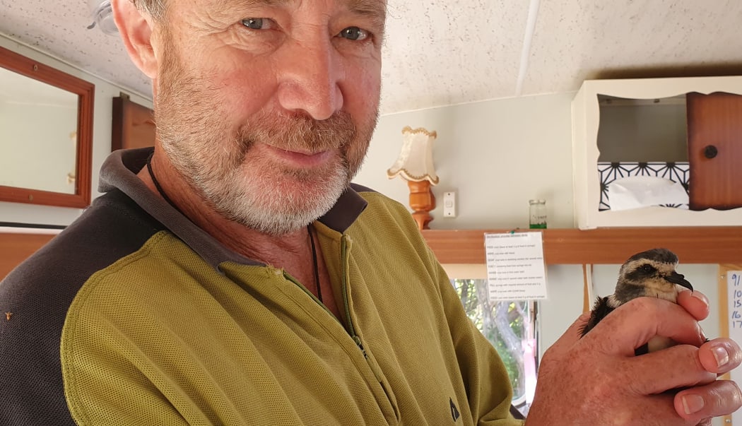 Seabird expert Shane Cotter named this white-faced storm petrel chick Reg, after his late father who was a well-known figure in ornithological circles.