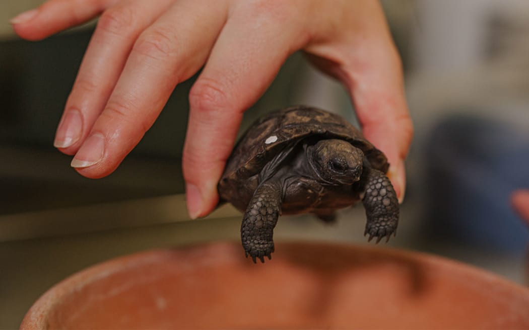A baby Galapagos tortoise at Auckland Zoo