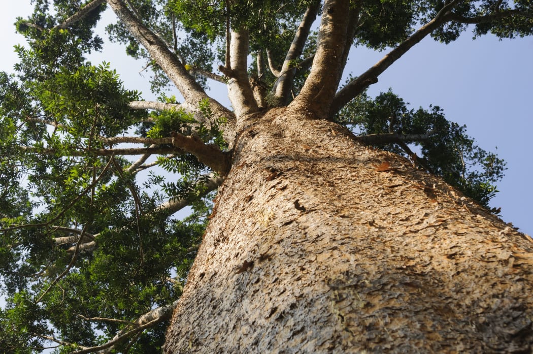 kauri tree