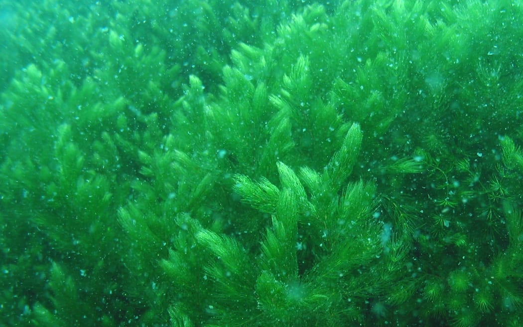 Hornwort (Ceratophyllum demersum) is ranked New Zealand’s worst submerged weed, often smothering all other aquatic plant beds, including native and exotic.