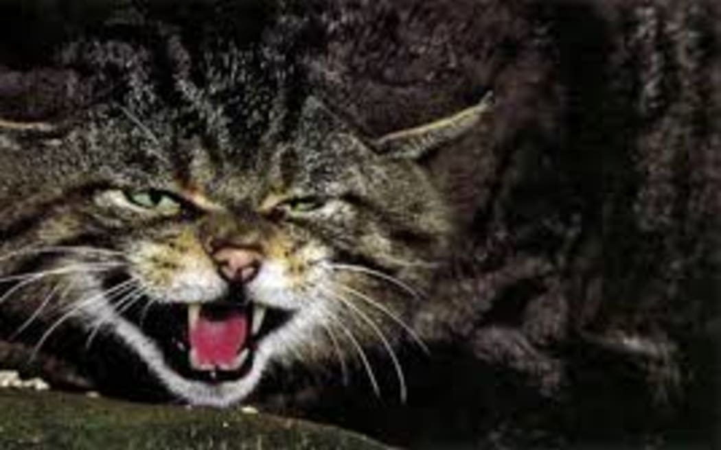 Angry feral hot sale cat
