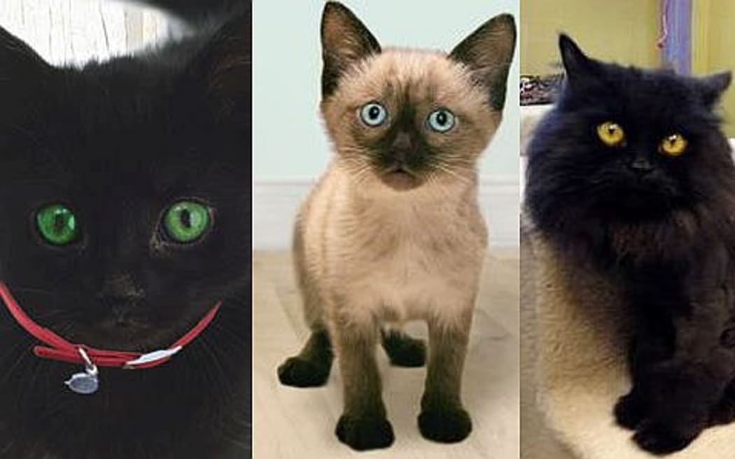 Cleo, Jonah and Bono
