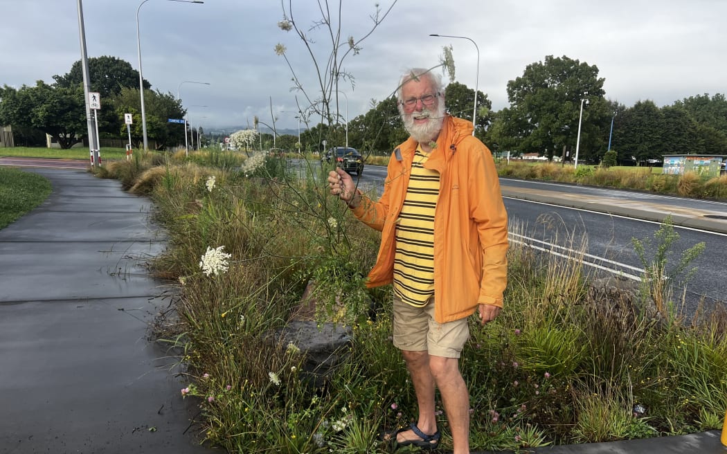 Man pulls out overgrown weed out of untended roadside garden in Rotorua