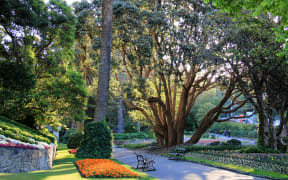 Flowers on a December evening at Wellington's Botanic Gardens