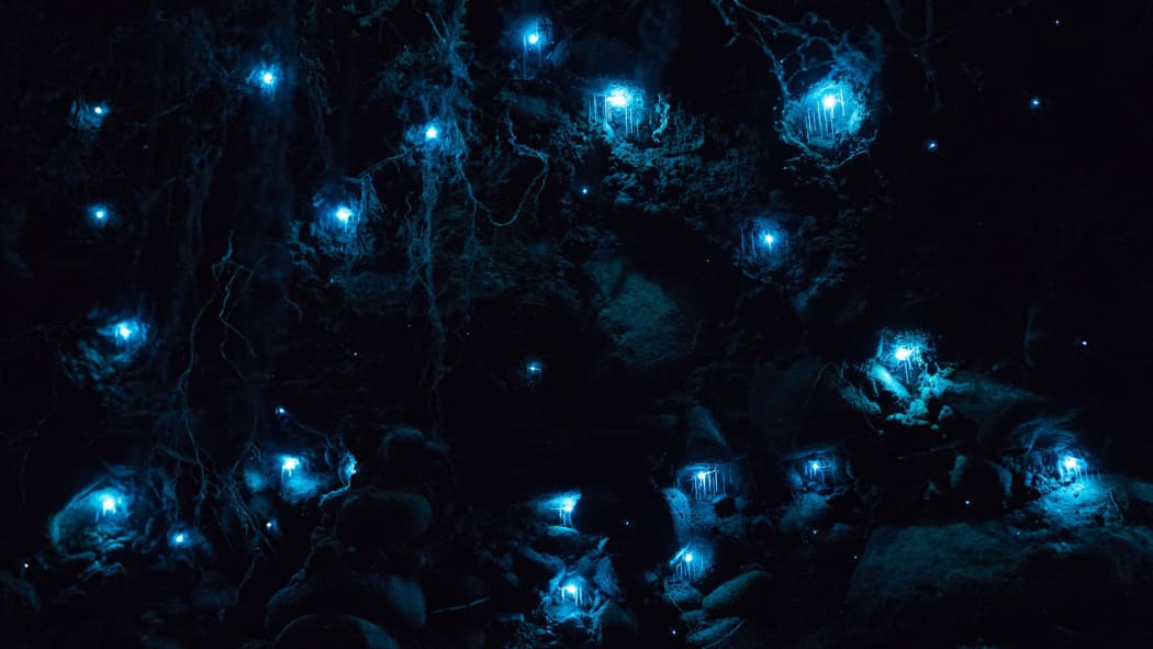 Glow worms in Auckland cave.