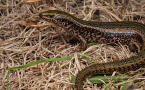 The Canterbury spotted skink.