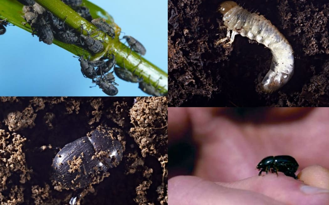 The black beetle, grass grub and Argentine stem weevil.
