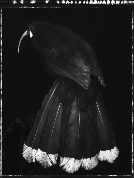 An image of a Huia bird by artist Fiona Pardington on display at the Metropolitan Museum of Art in New York City.