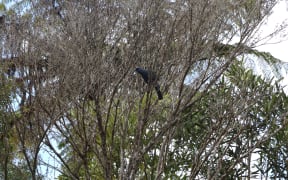 A Kōkako in the Hunua ranges