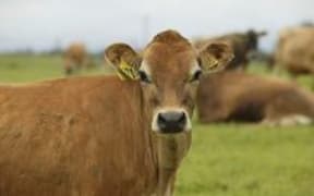 cow cute