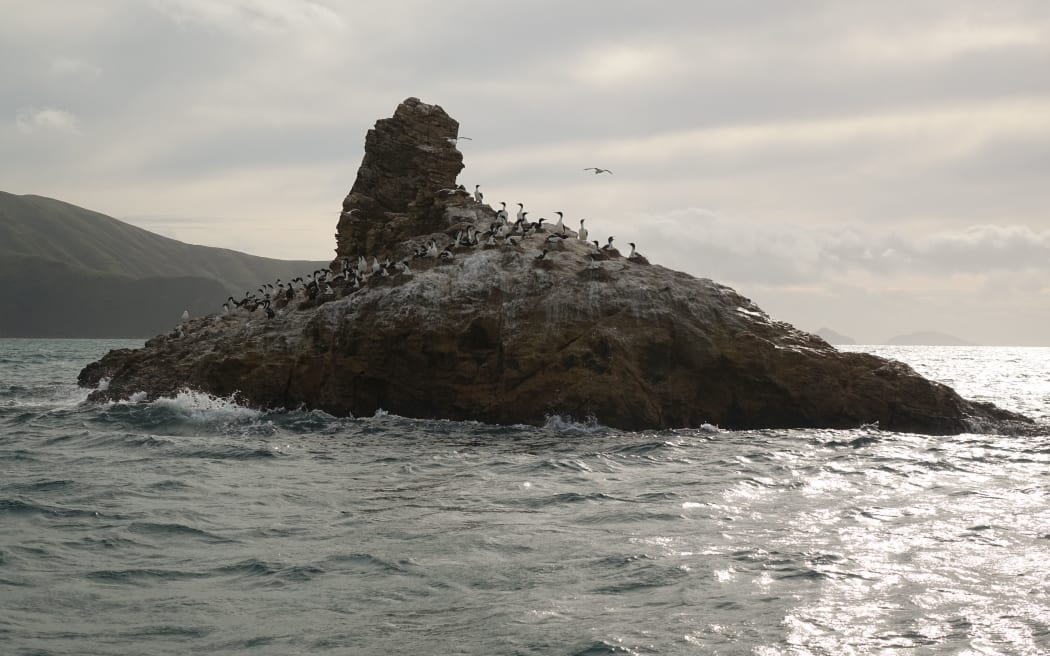 Wildlife in the Marlborough Sounds.